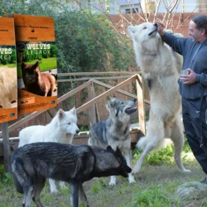 varios-lobos-9-1024x683